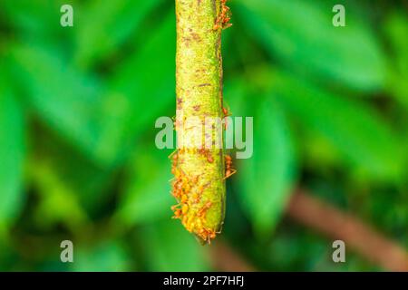 Big red tropical ants crawling climbing on plants tree in Sakhu Thalang on Phuket island Thailand in Southeastasia Asia. Stock Photo