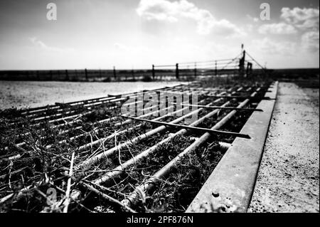 Metal cattle crossing ground gate with weeds growing between Stock Photo