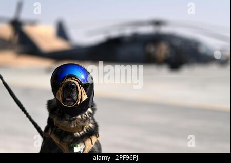 USCENTCOM, Undisclosed Location. 23rd Jan, 2023. U.S. Air Force military working dog Polo assigned to the 332nd Expeditionary Security Forces Squadron, sits on the flightline in front of a HH-60 Pave Hawk, assigned to the 46th Expeditionary Rescue Squadron, before completing helicopter acclimation training at an undisclosed location within the U.S. Central Command area of responsibility, Jan. 23, 2023. Helicopter acclimation training ensures the MWD and their handler are comfortable operating in and around helicopters while in a controlled environment. (photo by Staff Sgt. Gerald R. Willis Stock Photo