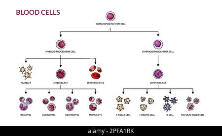 Hematopoiesis diagram. Human blood cells types with names. Scientific microbiology vector illustration in sketch style. blood cellular components form Stock Vector