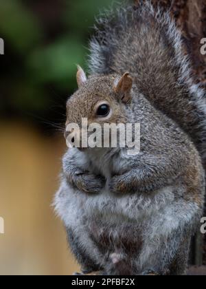 Chubby Eastern Gray Squirrel sitting on perch with arms folded on chest, facing the camera. Stock Photo