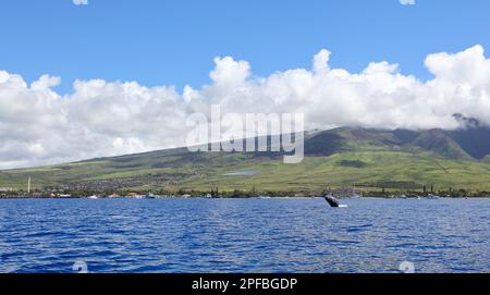 Maui Island Panorama with Breaching Humpback Whale Stock Photo - Alamy