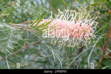 Pink grevillea flower on a rainy day in the garden at Woy Woy, NSW, Australia Stock Photo