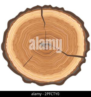 Round tree saw trunk cut with cracks and rings, sawn pine or oak slices, lumber. Wood circular section isolated on white background. Brown wooden text Stock Vector