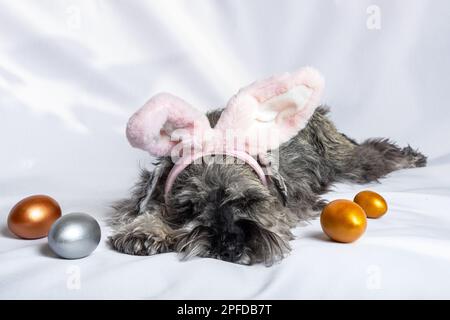 A miniature Schnauzer puppy in pink rabbit ears sleeping on a white background next to painted Easter eggs. The puppy is tired after searching for egg Stock Photo