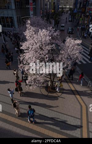 People take photos of a blooming Sakura tree near Shinjuku station in Tokyo. Japan eased COVID-19 guidelines for mask-wearing on March 13, 2023. Stock Photo