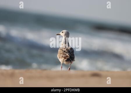 Seagull standing on the beach. Water bird. Stock Photo
