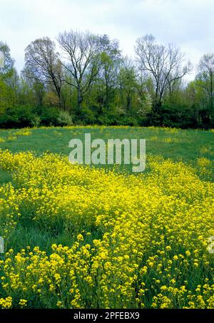 A field of Tower Mustard at Blue Marsh Lake in Berks County, Pennsylvania Stock Photo
