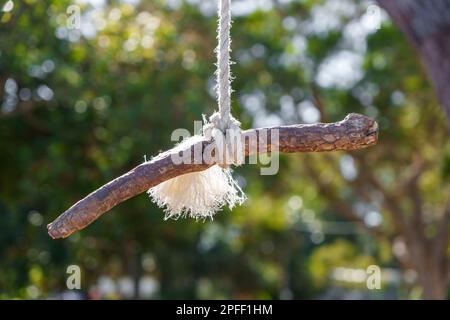 Close-up view of a stick tied to the end of a rope swing with blurred background of green foliage Stock Photo