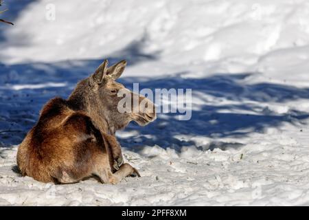 Moose (Alces alces) in the snow in the Bavarian Forest National Park, Bavaria, Germany. Stock Photo