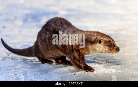 Eurasian otter (Lutra lutra) in the snow in the Bavarian Forest National Park, Bavaria, Germany. Stock Photo