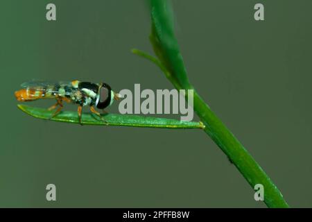 The flower fly genus lschiodon sack(diptera,syrphidae) sit on grass,green background Stock Photo