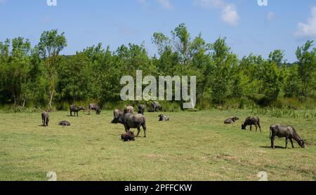 Water buffaloes graze in the meadow. Stock Photo