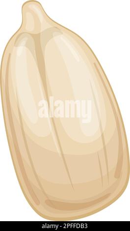 sunflower seed peeled cartoon vector illustration Stock Vector Image ...