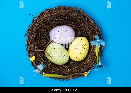 Three quail Easter eggs in the nest on a blue background, viewed from above. Easter Concept. Stock Photo