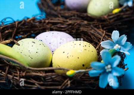 Three quail Easter eggs in the nest on a blue background, Easter Concept. Stock Photo
