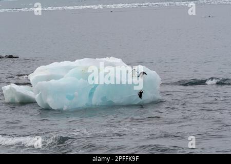 Antarctic Peninsula, Adelie Penguins (Pygoscelis adeliae) Stock Photo