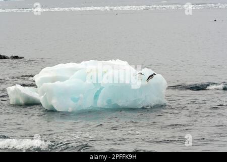 Antarctic Peninsula, Adelie Penguins (Pygoscelis adeliae) Stock Photo