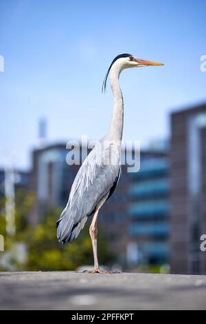 Grey heron (Ardea cinerea); Frederiksberg, Denmark Stock Photo