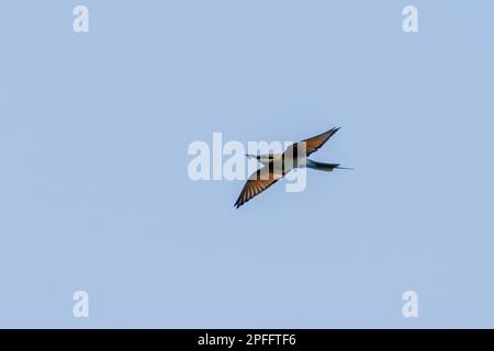 Blue-tailed Bee-eater (Merops philippinus) flying, Singapore Stock Photo