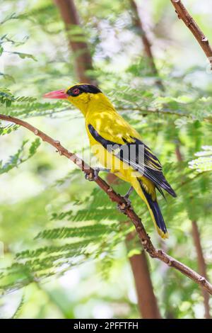 Black-naped Oriole (Oriolus chinensis) Singapore Stock Photo