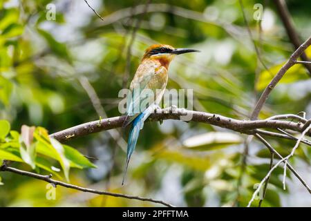 Blue-tailed Bee-eater (Merops philippinus) Singapore Stock Photo