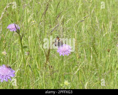 Small tortoiseshell sitting on gipsy rose in wild meadow Stock Photo
