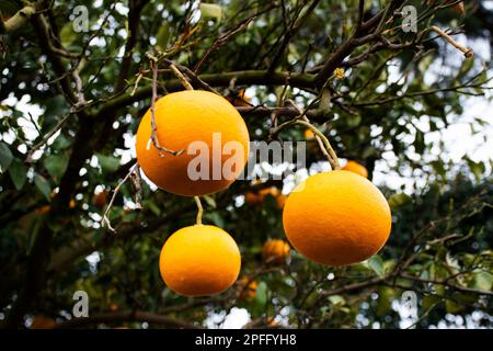 Plantation agriculture of hallabong mandarin oranges fruits plant tree in Jeju garden park landmarks place for korean people and foreign travelers tra Stock Photo