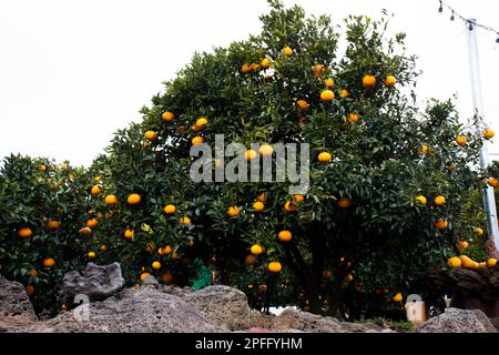 Plantation agriculture of hallabong mandarin oranges fruits plant tree in Jeju garden park landmarks place for korean people and foreign travelers tra Stock Photo