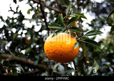 Plantation agriculture of hallabong mandarin oranges fruits plant tree in Jeju garden park landmarks place for korean people and foreign travelers tra Stock Photo