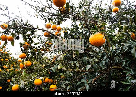 Plantation agriculture of hallabong mandarin oranges fruits plant tree in Jeju garden park landmarks place for korean people and foreign travelers tra Stock Photo