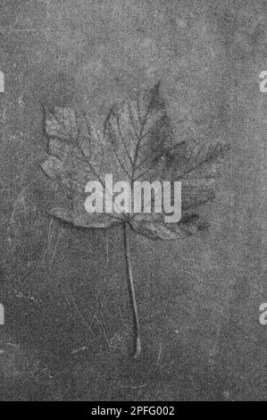 Soft and pencil like black and white image of autumn leaf of Sycamore Stock Photo