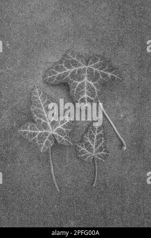 Soft and pencil like black and white image of three leaves of Ivy Stock Photo