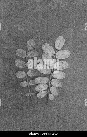 Soft and pencil like black and white image of  two leaves of Burnet rose or Rosa pimpinellifolia  tree lying on tarnished metal Stock Photo