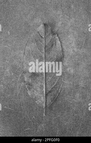 Soft and pencil like black and white image of autumn leaf of Cherry Laurel Stock Photo