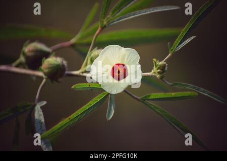 A beautiful kenaf flower. Stock Photo