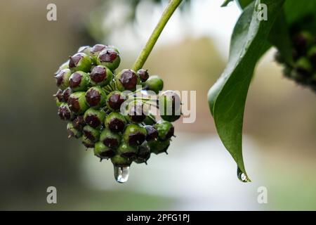 Common Ivy Berries Stock Photo
