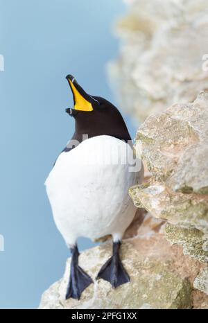 A Razorbill (Alca torda) with an open beak perching on a rock on Skomer ...