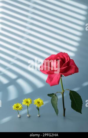 Red rose and three yellow daisies standing in a row Stock Photo