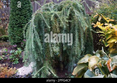 weeping larch in landscape design close up. Stock Photo