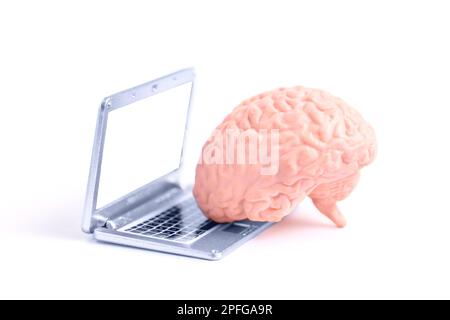 Toy human brain placed next to a miniature laptop isolated on white background with copy space for text or logo. Creative education and learning conce Stock Photo