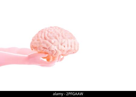 Close-up of doll hands handing over an anatomical model of a human brain isolated on white background. Creative learning, education and knowledge tran Stock Photo