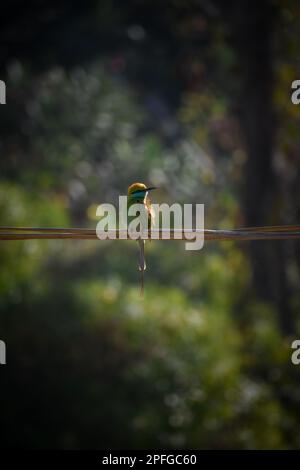 A majestic Green Bee-Eater perches on a wire in the forest, with a blurry background that makes it stand out. A stunning bird photography shot. Stock Photo