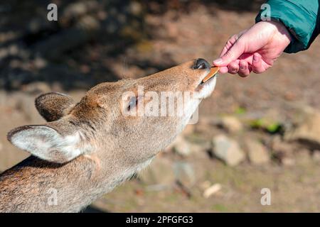 Person feeding by biscuit a young baby deer in Nara park, Japan Stock Photo