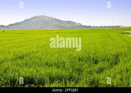 Rice field, Surrounding of Siem Reap, Cambodia Stock Photo