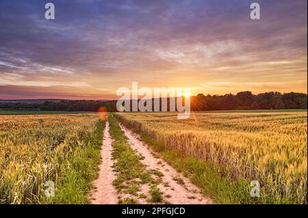 Country road leading to the forest in the light of the setting sun Stock Photo