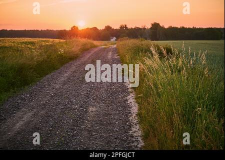 A gravel dirt road between the fields at sunrise leading to a small house Stock Photo