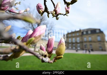 Stuttgart, Germany. 17th Mar, 2023. Magnolias bloom in Stuttgart on the Schlossplatz against the backdrop of the New Palace. Credit: Bernd Weißbrod/dpa/Alamy Live News Stock Photo