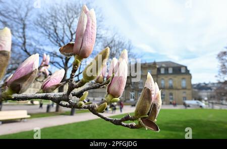 Stuttgart, Germany. 17th Mar, 2023. Magnolias bloom in Stuttgart on the Schlossplatz against the backdrop of the New Palace. Credit: Bernd Weißbrod/dpa/Alamy Live News Stock Photo