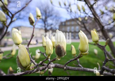 Stuttgart, Germany. 17th Mar, 2023. Magnolias bloom in Stuttgart on the Schlossplatz against the backdrop of the New Palace. Credit: Bernd Weißbrod/dpa/Alamy Live News Stock Photo